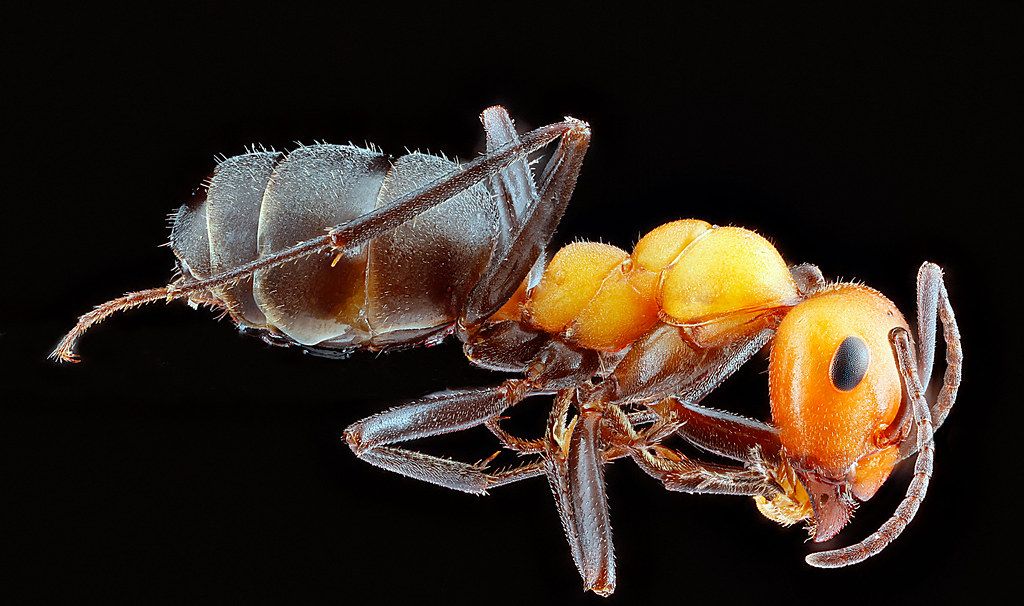 Ant Control service in Redondo Beach, CA
