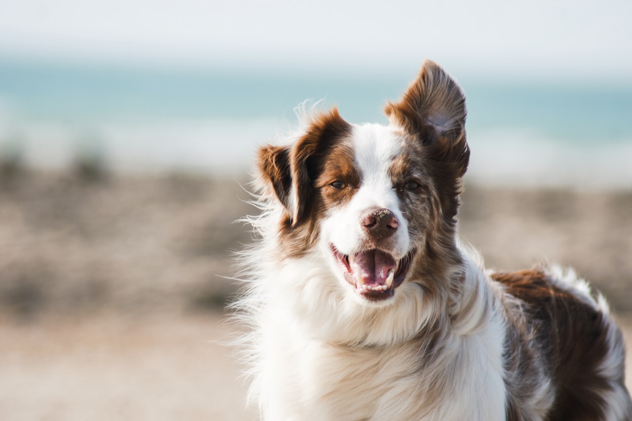 Flea & Tick Control service in Redondo Beach, CA