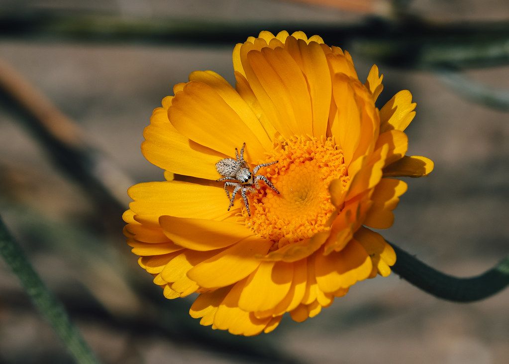 Spider Control service in Redondo Beach, CA